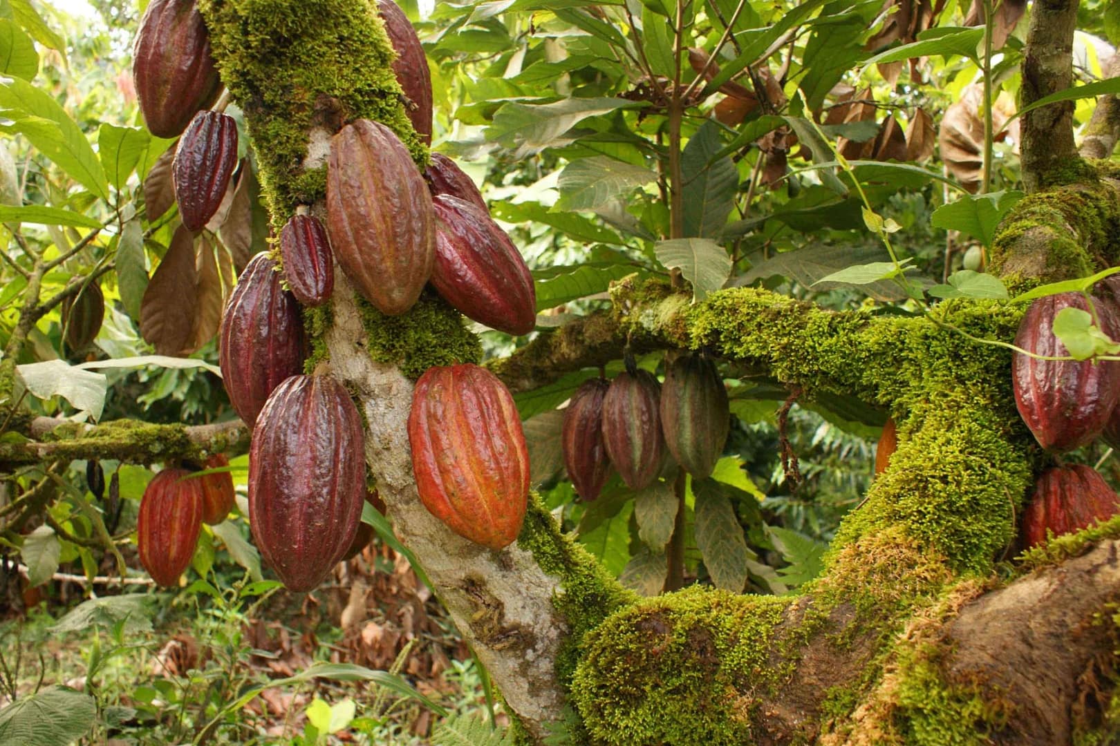 Cocoa production dropped by nearly 50% over 3 years – Finance Minister